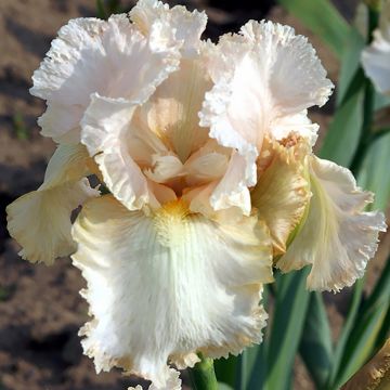 Iris germanica Buffy - Iris des Jardins 