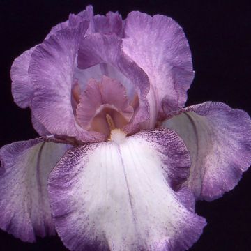 Iris germanica Casino Queen - Iris des Jardins