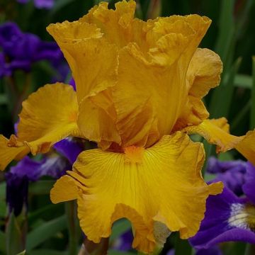Iris germanica Cigarillo - Iris des Jardins