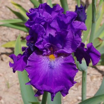 Iris germanica Confiserie - Iris des Jardins