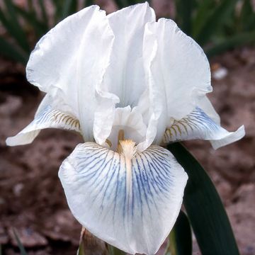 Iris germanica Cutie - Iris des jardins intermédiaire