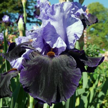 Iris germanica Dangerous Mood - Iris des Jardins