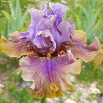 Iris germanica Déguisement - Grand Iris des Jardins 