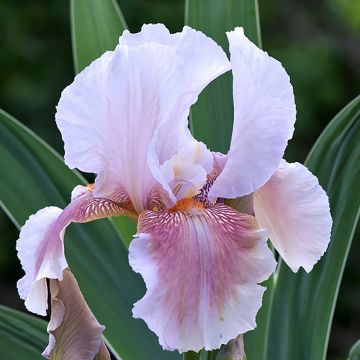 Iris germanica Delicato - Iris des Jardins 