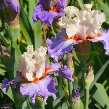 Iris germanica Virgule - Iris des Jardins