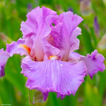 Iris germanica Effrontée - Grand Iris des Jardins