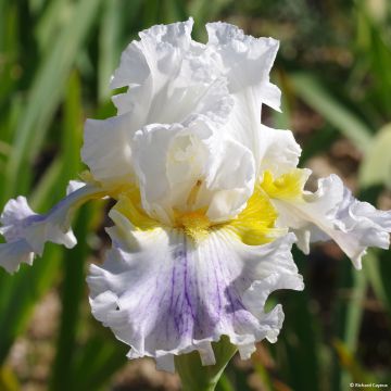 Iris germanica En Ebullition - Iris de Bordure