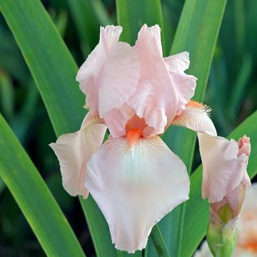 Iris germanica Flamant Rose - Iris des Jardins 