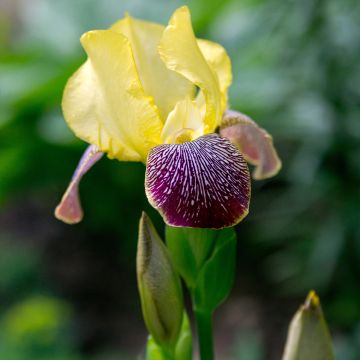 Iris germanica Flaming Dragon - Grand iris des jardins