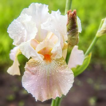 Iris germanica Frappé - Iris des Jardins remontant