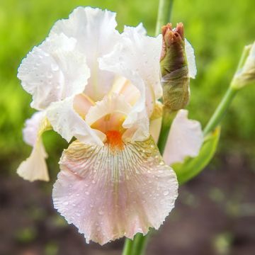 Iris des jardins de collection Lugano Blanc remontant