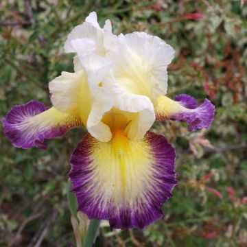 Iris germanica Galopade - Grand Iris des Jardins