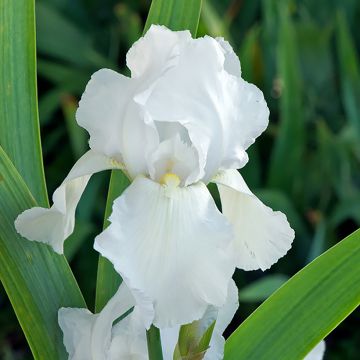 Iris germanica Glacier - Iris des Jardins 