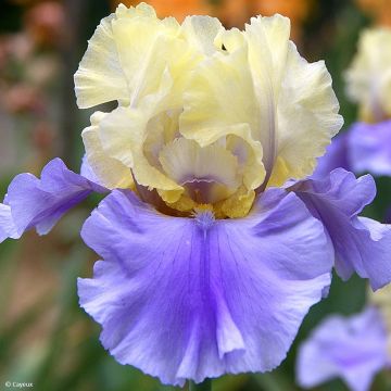 Iris germanica Haut les Voiles - Iris des Jardins