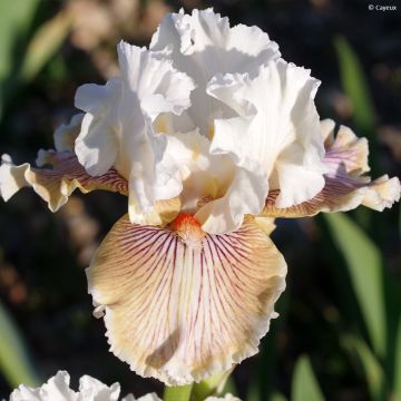 Iris germanica Hello Darling - Iris des Jardins