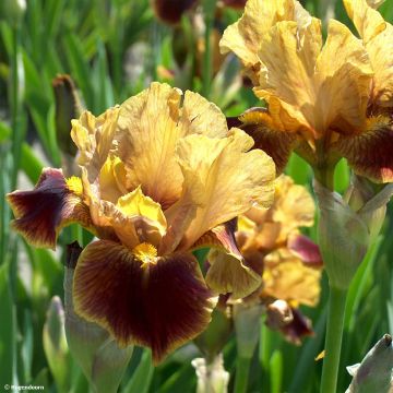 Iris germanica Hissy Fit - Iris des Jardins intermédiaire