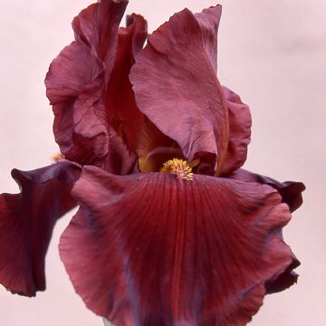 Iris germanica Inferno - Iris des Jardins 