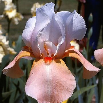 Iris germanica Invitation - Iris des Jardins remontant