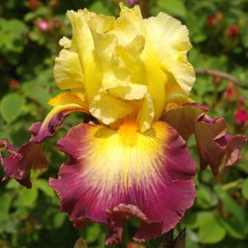 Iris germanica Jacques Cœur - Grand Iris des Jardins