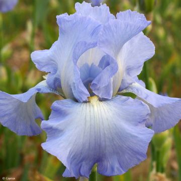 Iris germanica Joyful Skies - Iris des Jardins