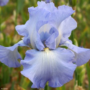 Iris germanica Je Vole - Iris des Jardins