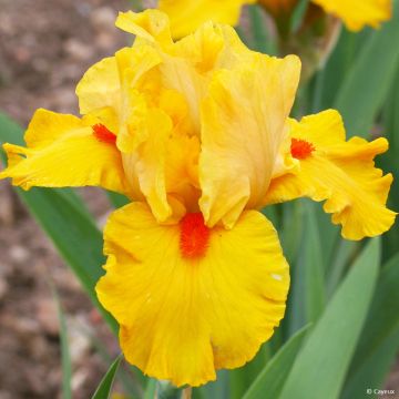 Iris germanica Jus de Pomme - Iris des Jardins intermédiaire