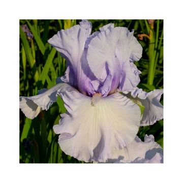 Iris germanica La part des Anges - Iris des Jardins