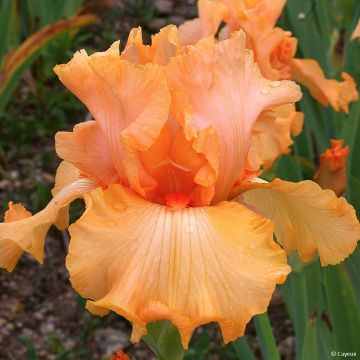 Iris germanica Ma Pomme - Iris des Jardins