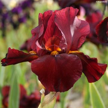 Iris germanica Man from Rio - Iris des Jardins