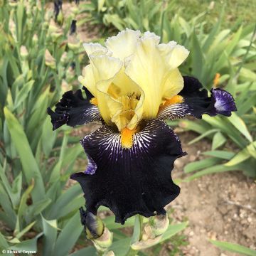Iris Germanica Masque Noir - Iris des Jardins
