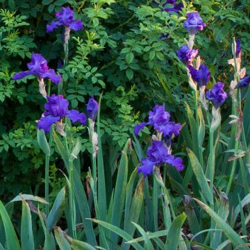 Iris germanica Mer du Sud - Iris des Jardins