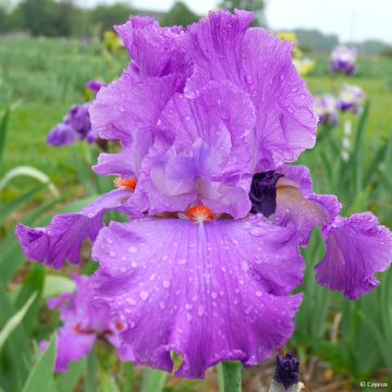Iris germanica Morning Mail - Iris des Jardins