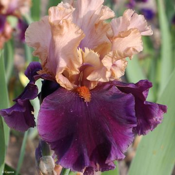 Iris Germanica Masque Noir - Iris des Jardins