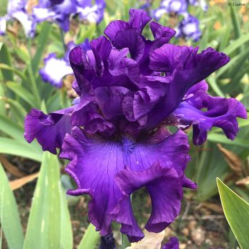 Iris germanica Rosalie Figge - Iris des Jardins