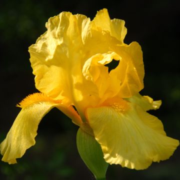 Iris germanica Ola Kala