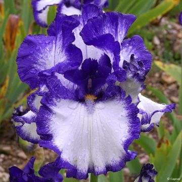 Iris germanica On The Move - Iris des Jardins