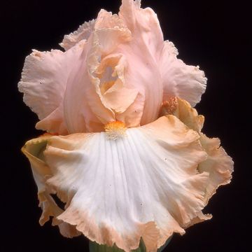 Iris germanica Peach Frost - Iris des Jardins 