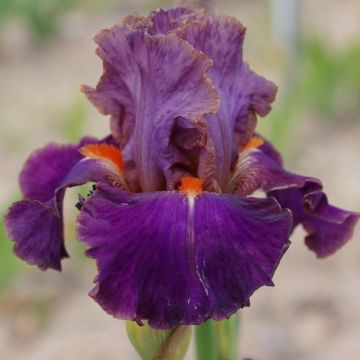 Iris germanica Plaisantin - Iris des Jardins