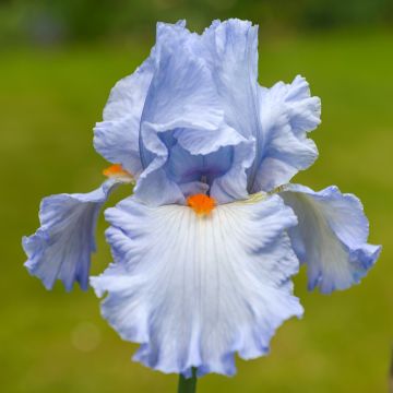 Iris germanica Princesse Caroline de Monaco - Iris des Jardins