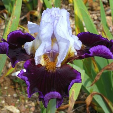 Iris germanica Profond Mystère - Iris des Jardins