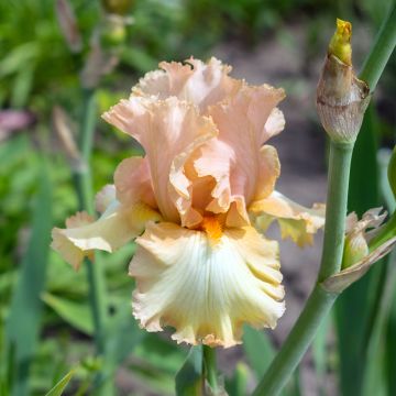 Iris germanica Qualified - Iris des Jardins