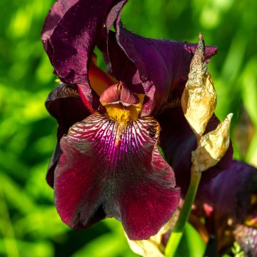 Iris germanica Red Orchid - Iris des Jardins