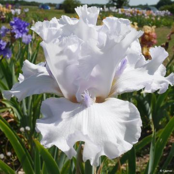 Iris germanica Sharper Image- Iris des Jardins