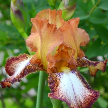 Iris germanica Siva Siva - Iris des Jardins
