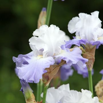 Iris germanica Virgule - Iris des Jardins