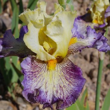 Iris des jardins 'Dame Blanche