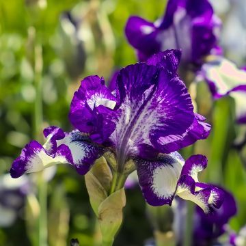 Iris germanica Stepping Out - Iris des Jardins 