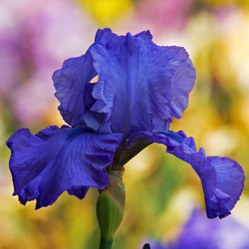 Iris des jardins 'Dame Blanche