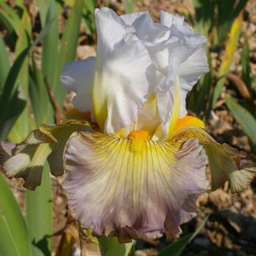 Iris germanica Sur la plage - Iris des Jardins