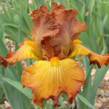 Iris germanica Tabac Blond - Iris des Jardins
